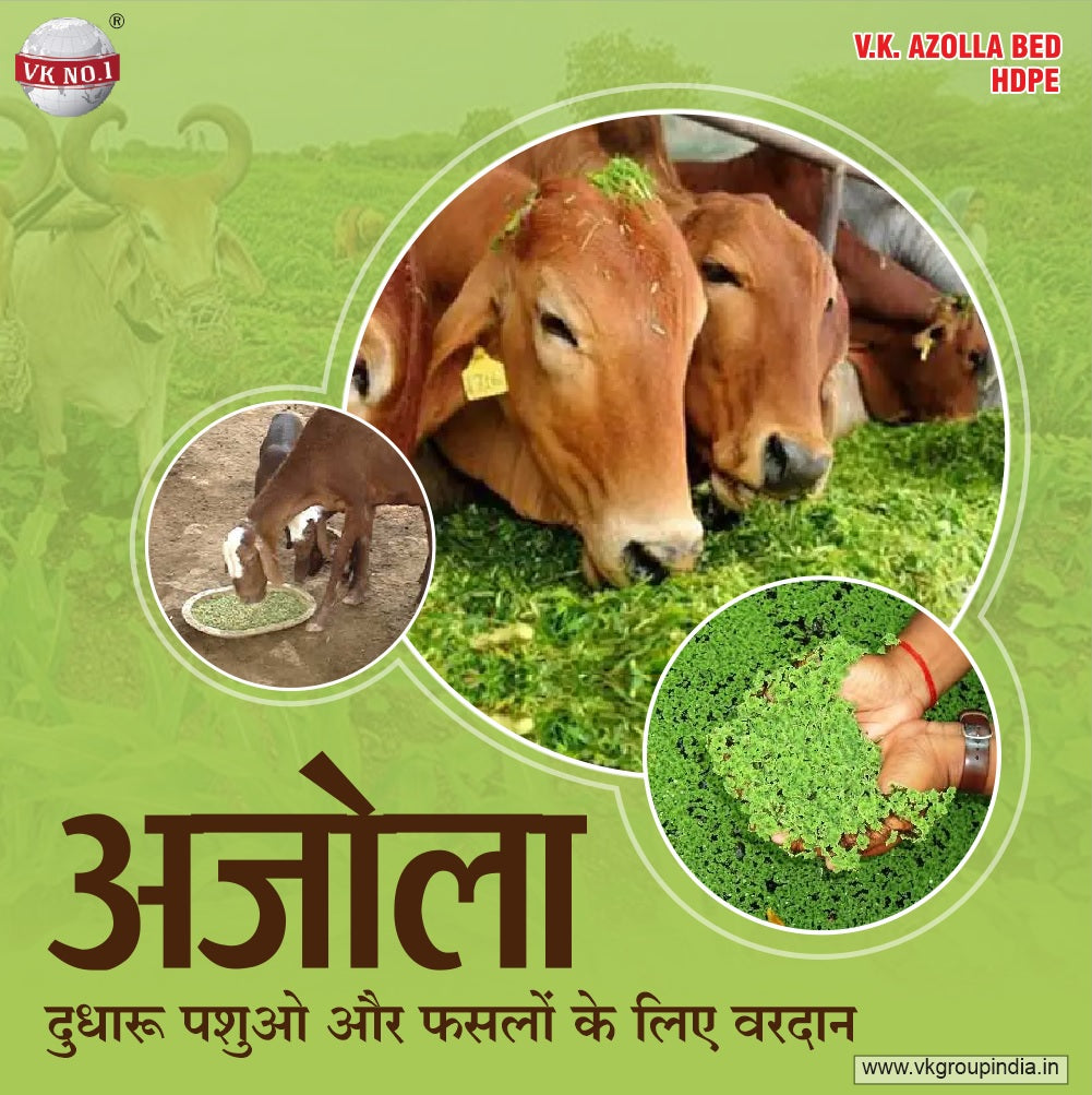 अजोला के अद्भूत लाभ